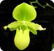 Paph. primulinum - blhend